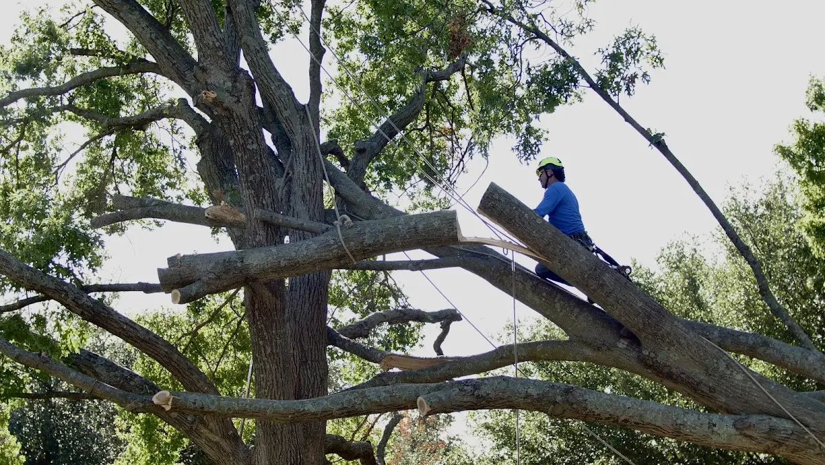 Professional Hazardous Tree Removal performed by certified arborists in Coulterville